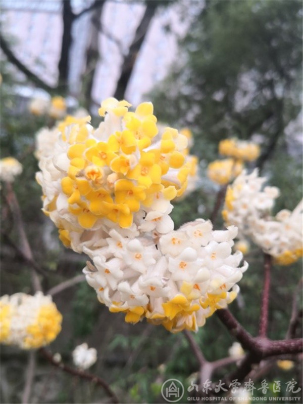 【“战疫”手记——来自湖北一线】(五十六)无坚不摧的力量