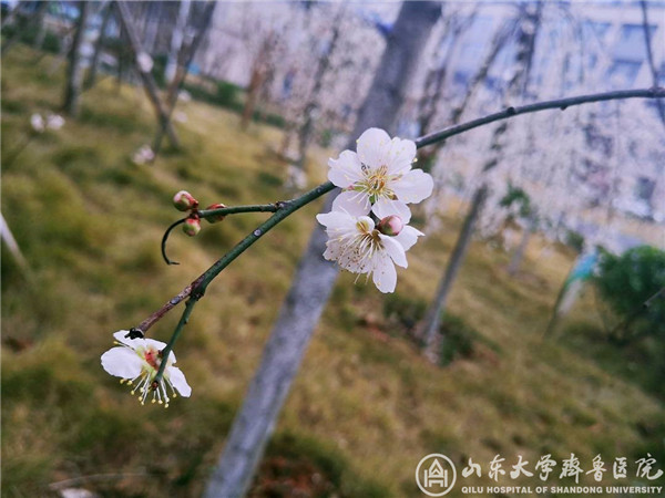 【“战疫”手记——来自湖北一线】(二十三)风雨过后,我们共赴春光